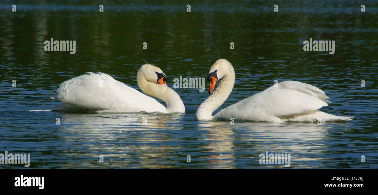 swan - swan Stock Photo
