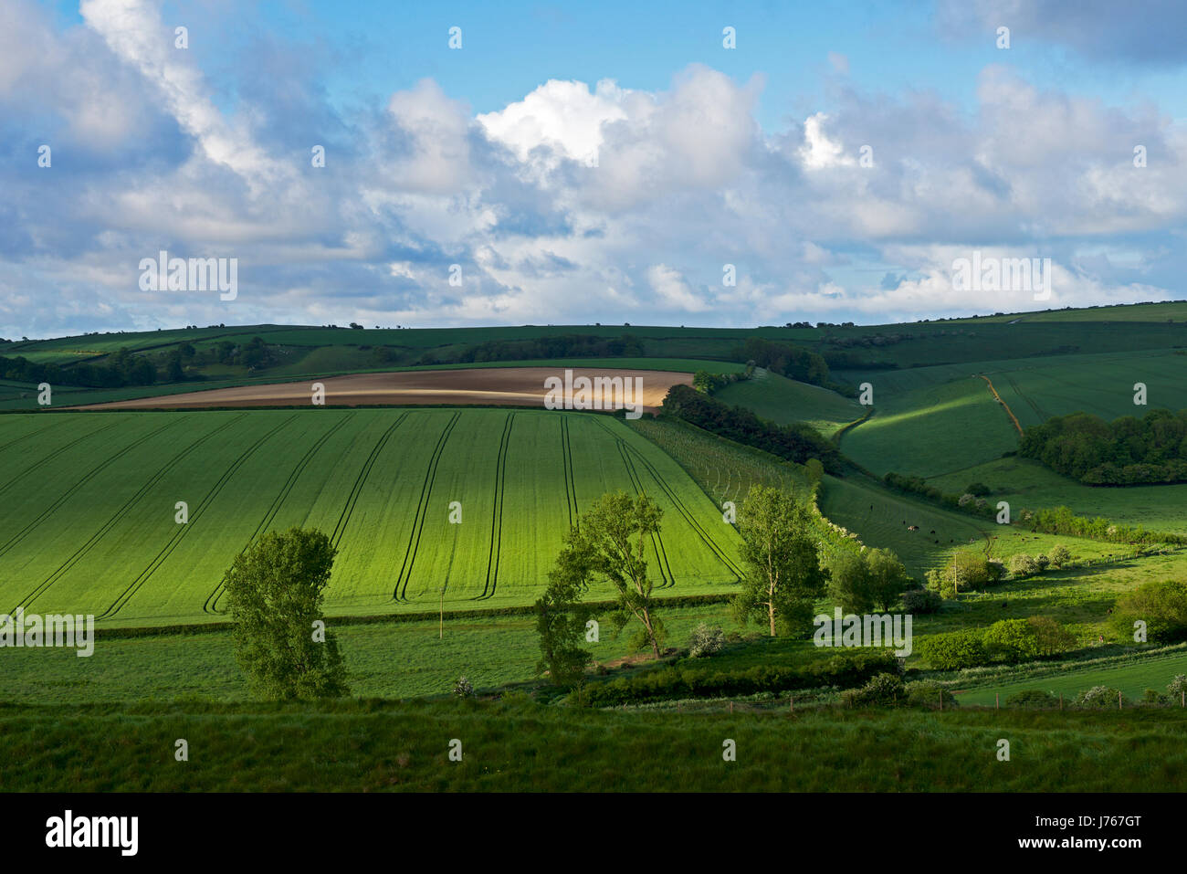 Agricultural land,Dorset, England UK Stock Photo Alamy