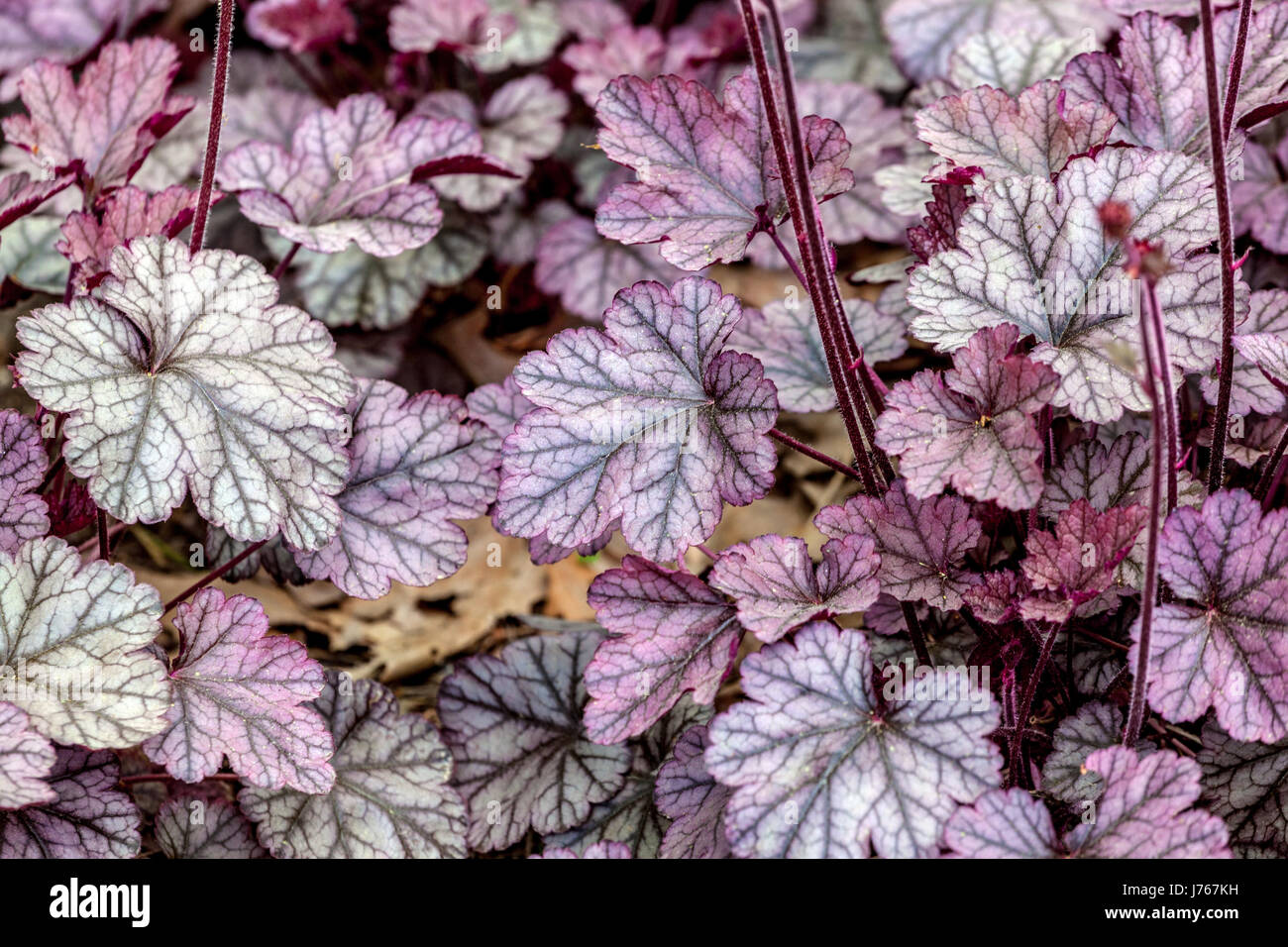 Heuchera ‘Silver Scrolls’, Coral Bells Stock Photo