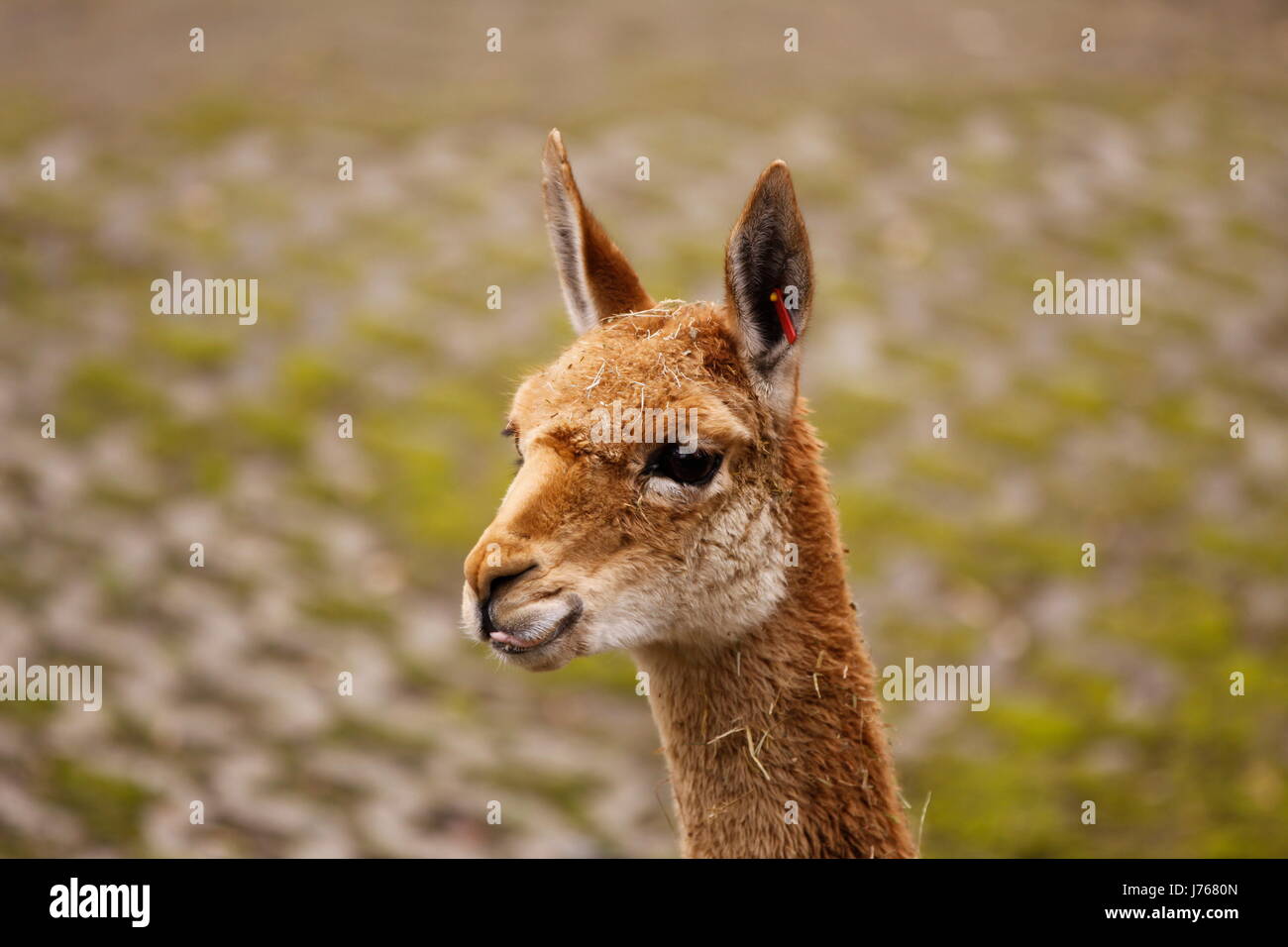 Camel leg legs hires stock photography and images Alamy