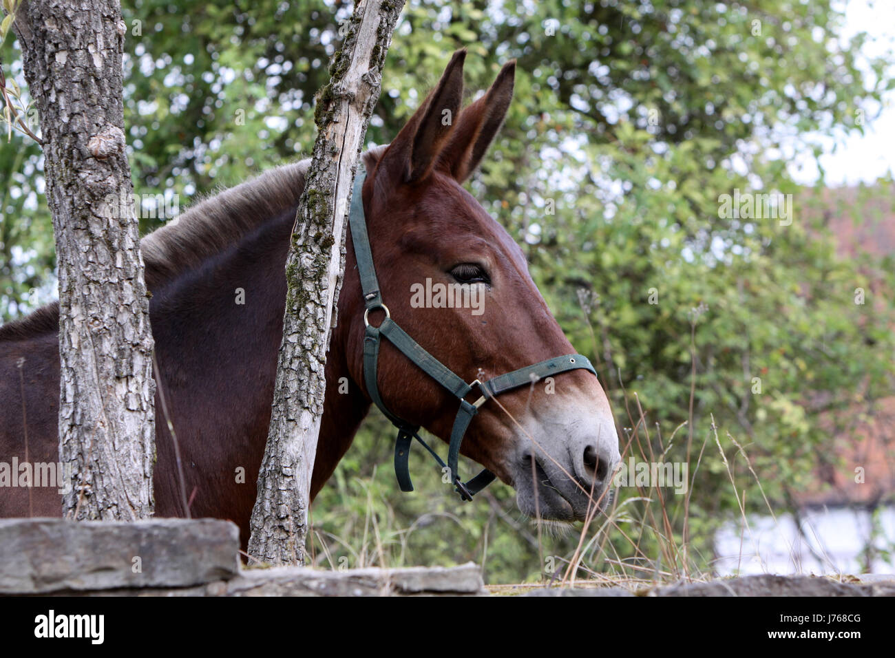 mule farm animal animal used for riding crossing draught animal bastard animal Stock Photo Alamy
