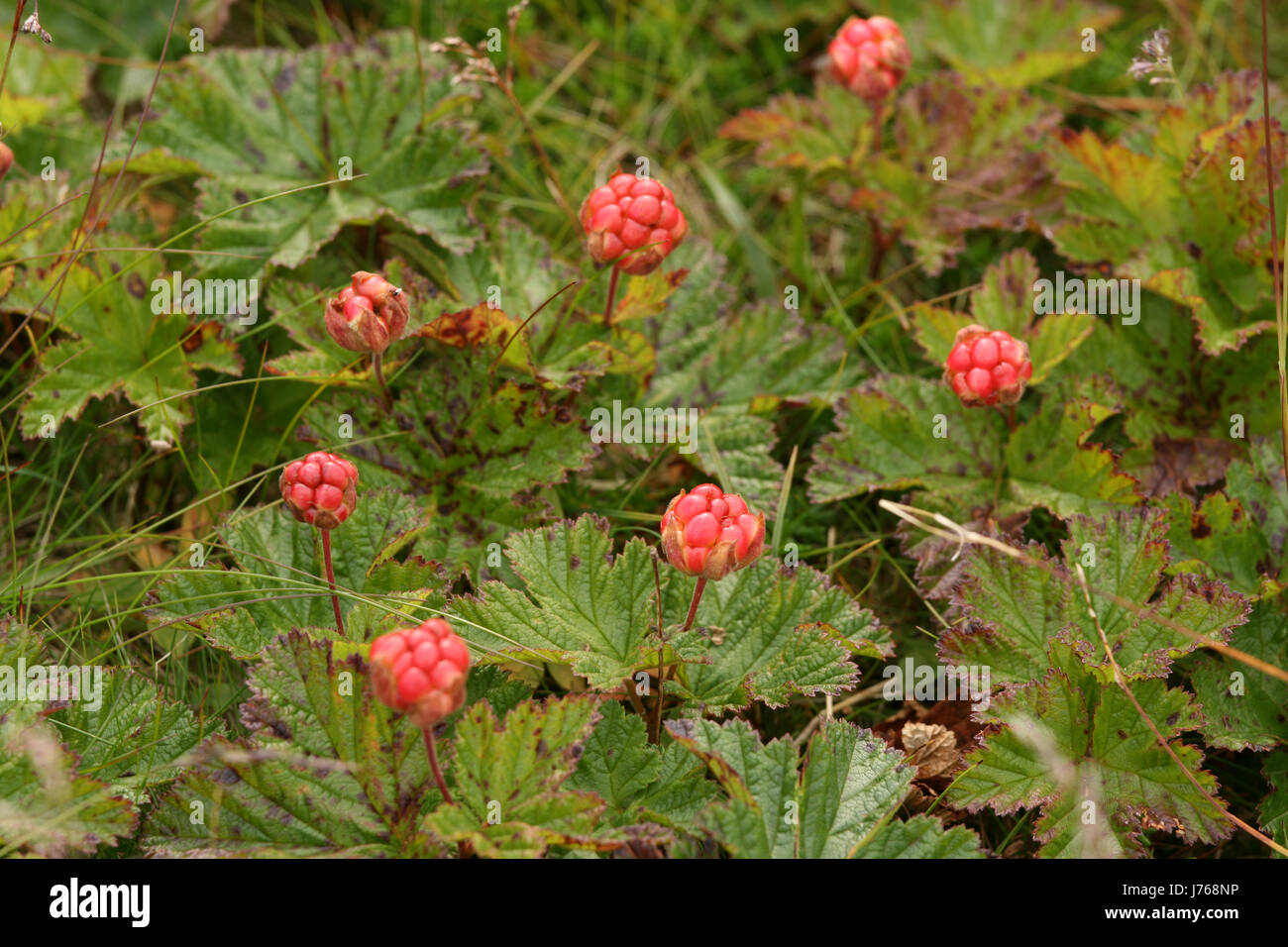 Moltebeeren High Resolution Stock Photography and Images - Alamy