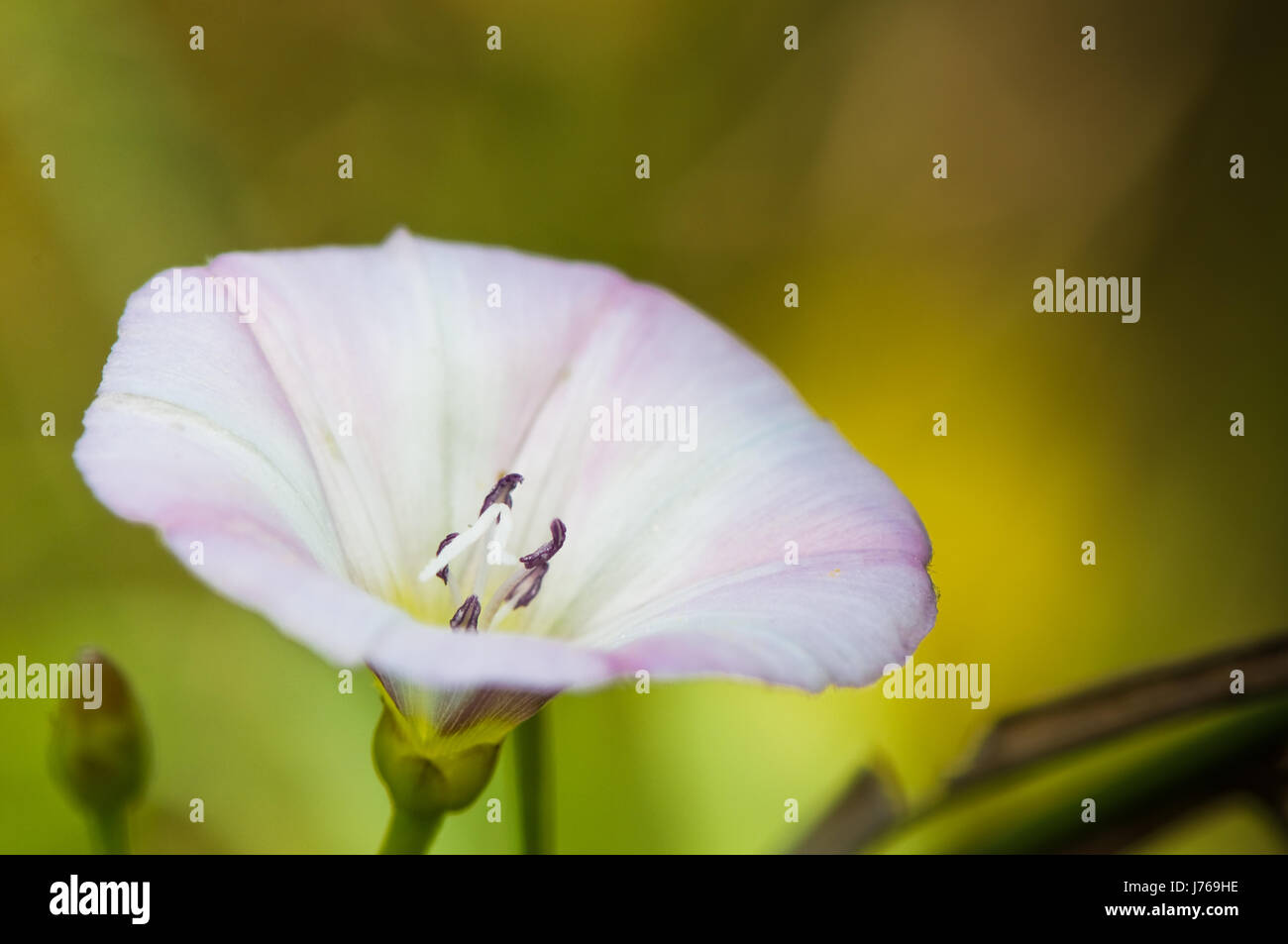 flower plant bloom blossom flourish flourishing blank european caucasian bud Stock Photo