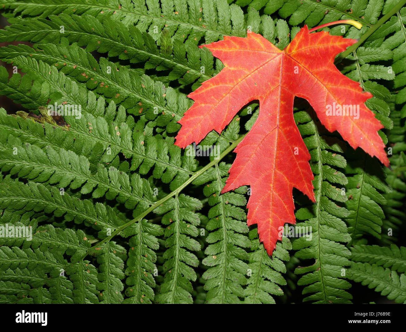 Red coalition stock photography - Alamy