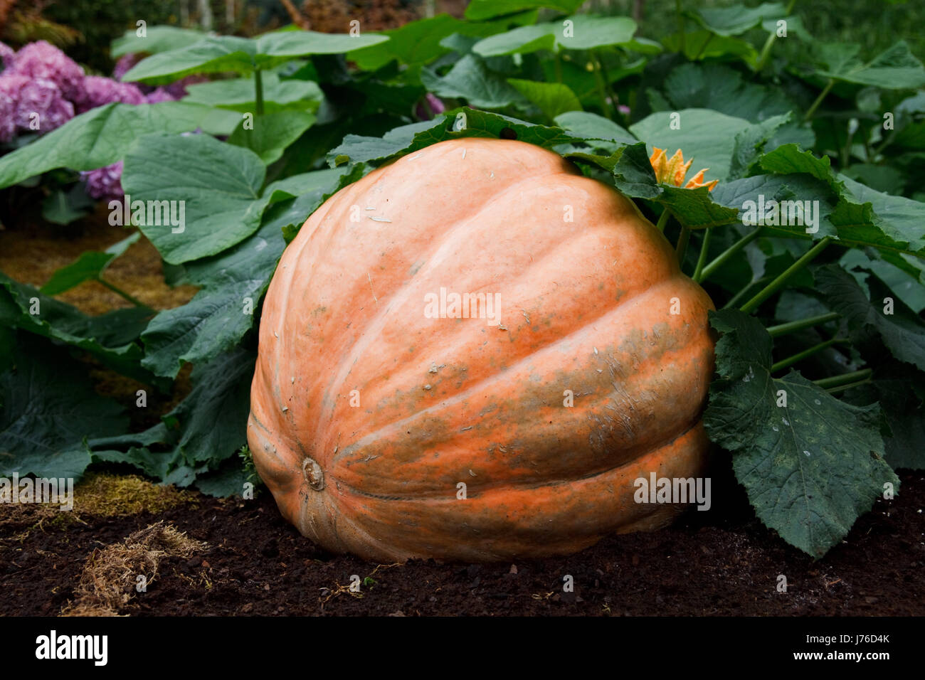 blue leaf colour hill mountains green ground soil earth humus leaves ...