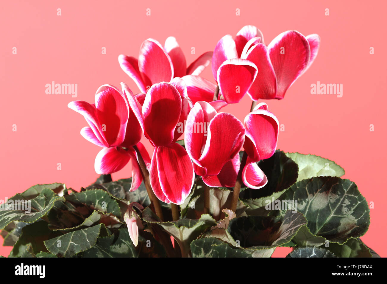 flower plant bloom blossom flourish flourishing romanticism violet cyclamen red Stock Photo