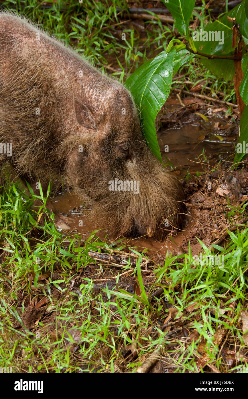 beard muzzle proboscis sow pig animal mammal asia wild animals hairs borneo Stock Photo