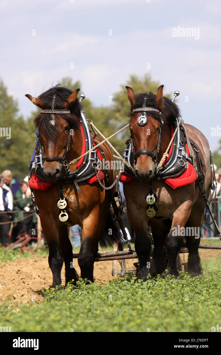plough cold blooded animal draught horse plowing horse animal strong