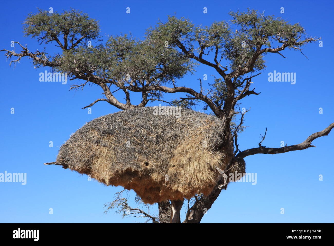 tree bird africa namibia birds nest africa trunk savannah namibia steppe nest Stock Photo