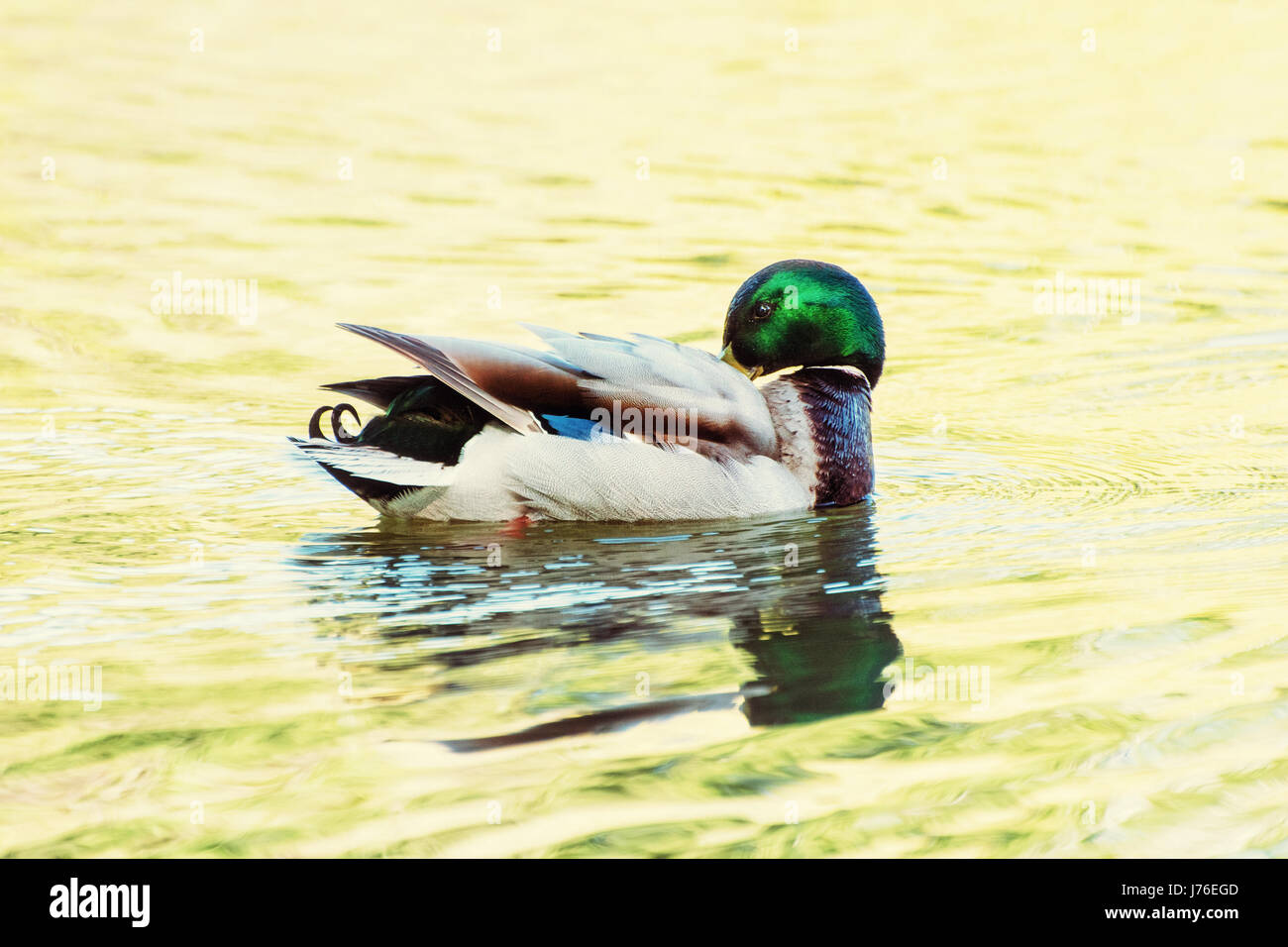 Mallard duck - Anas platyrhynchos - swims in the lake. Reflections in water. Bird scene. Photo filter. Stock Photo