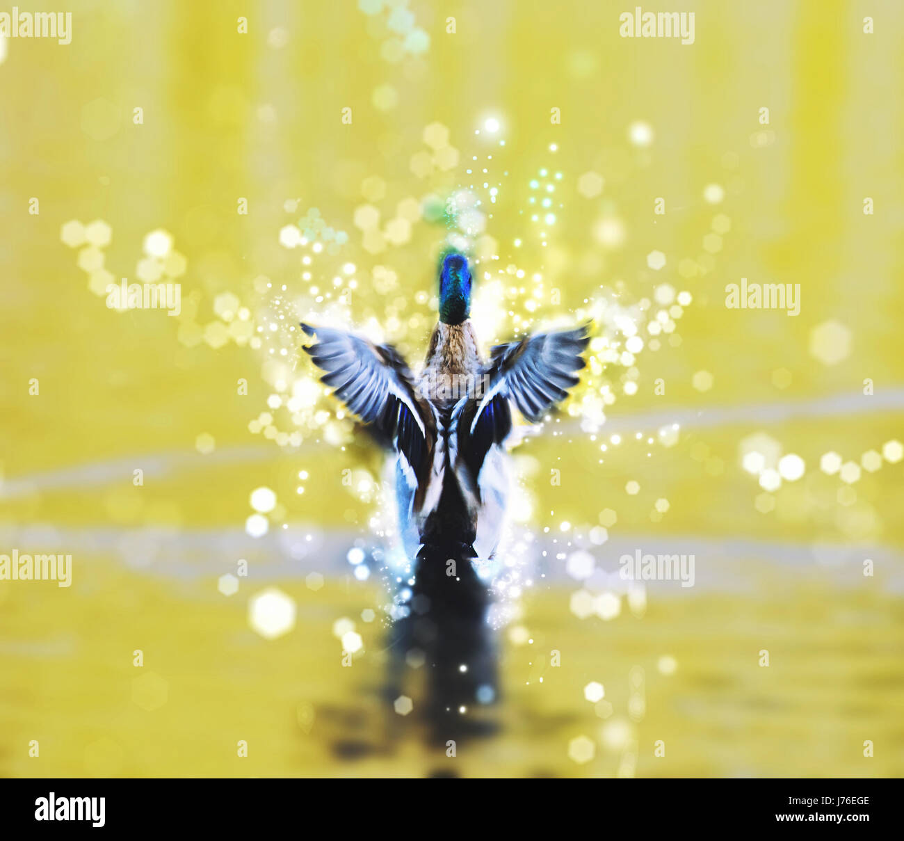 Mallard duck - Anas platyrhynchos - fly out of water. Shimmering background. Bird scene. Stock Photo