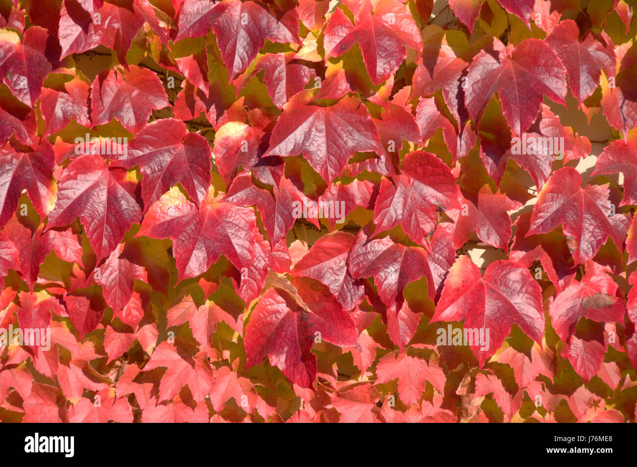 weinlaub wein laub ranke herbst rot pflanze mauer,leuchten glnzen glanz Stock Photo