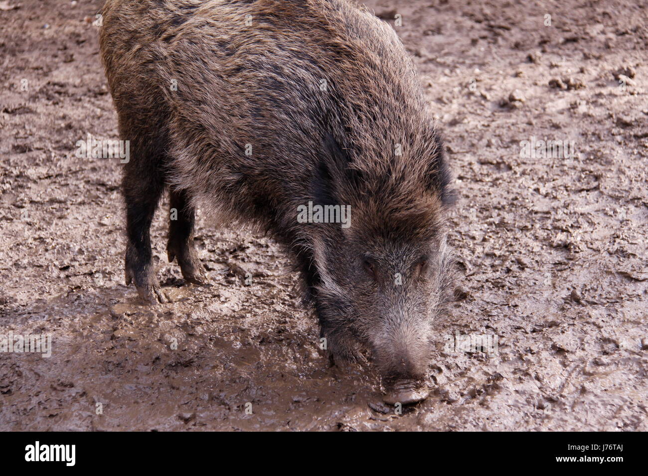 animal wild boar pig pigs wild animal boar sow motion postponement moving Stock Photo