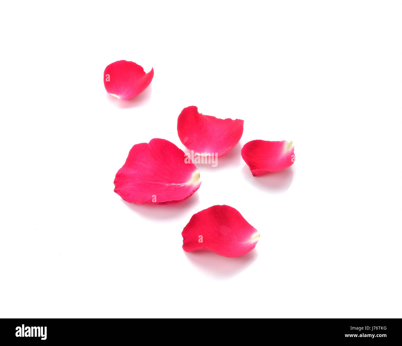Red rose petals on white background Stock Photo
