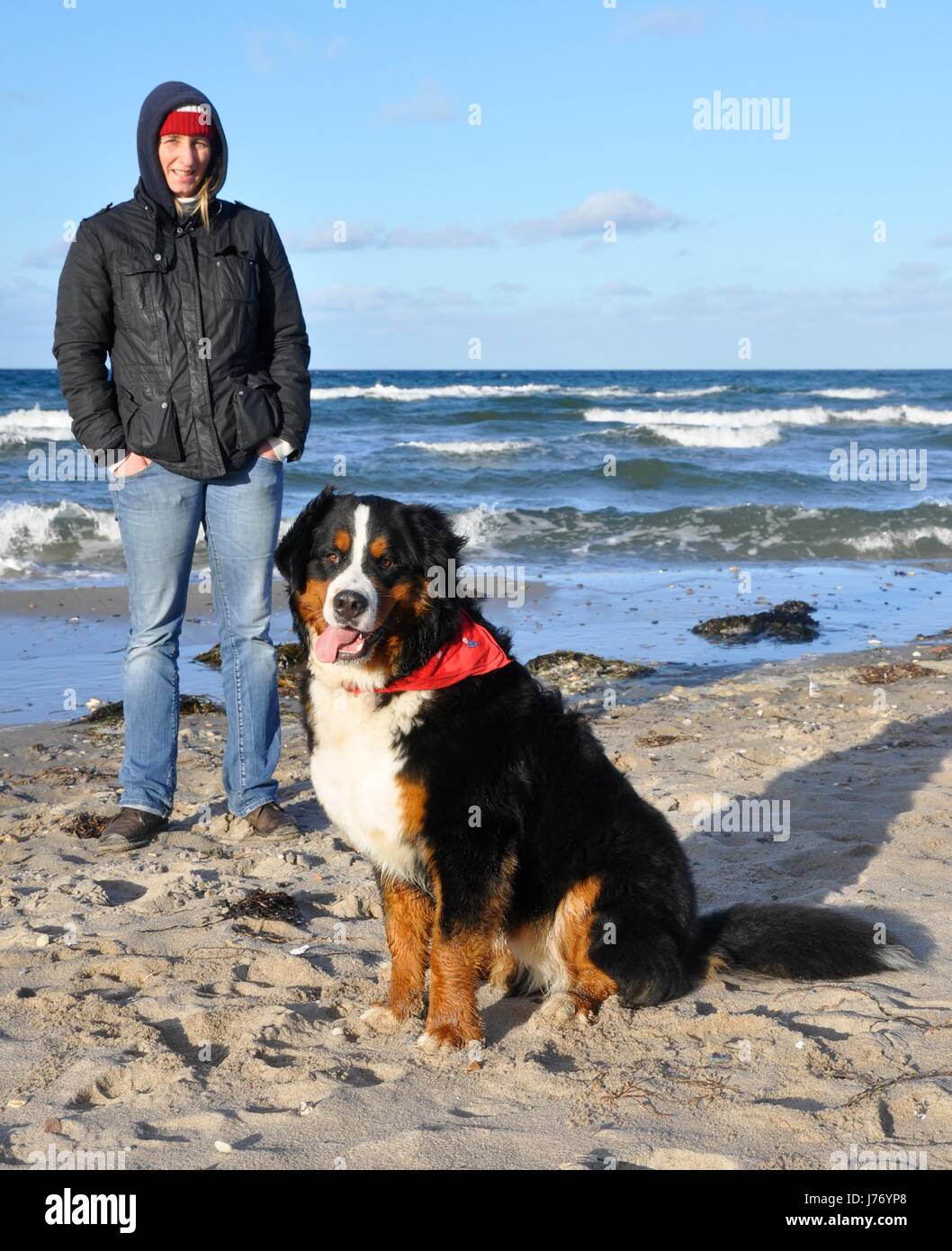 beach seaside the beach seashore dog cattle salt water sea ocean water