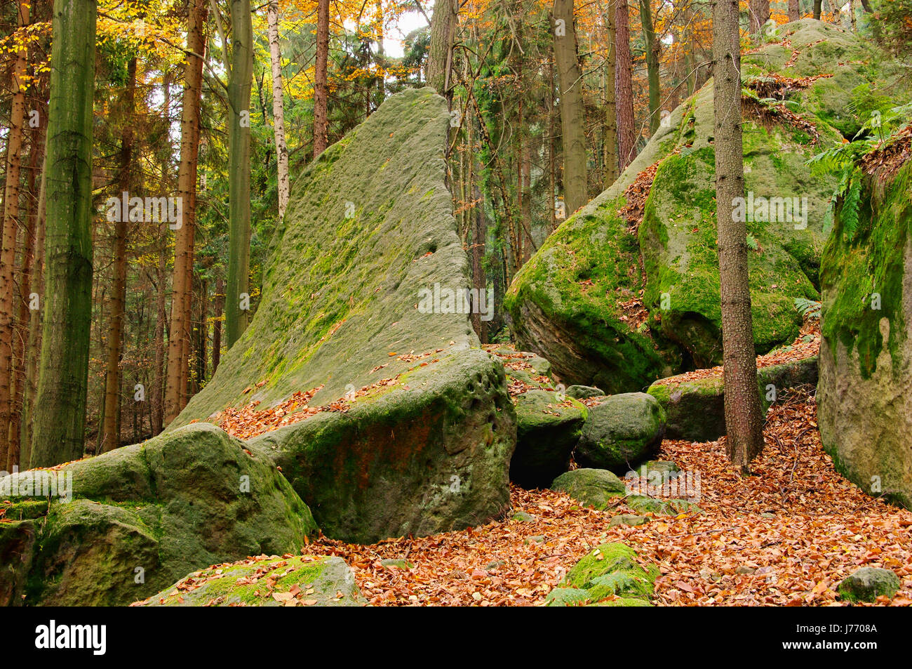 sandstone rocks in the forest sandstone rock in forest 15 Stock Photo