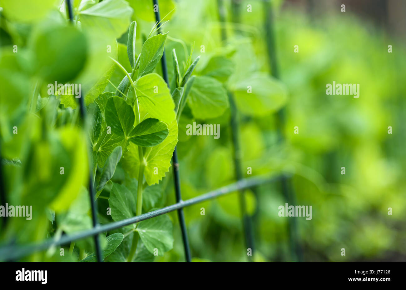 Macro of pea plants growing up a wire frame. Stock Photo