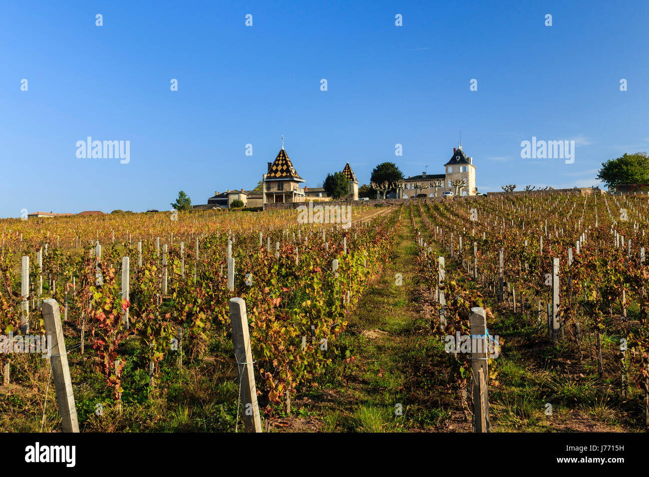 France, Saone et Loire, Beaujolais region, Romaneche Thorins, Portier castle and the vineyards of the Moulin a Vent in autumn Stock Photo