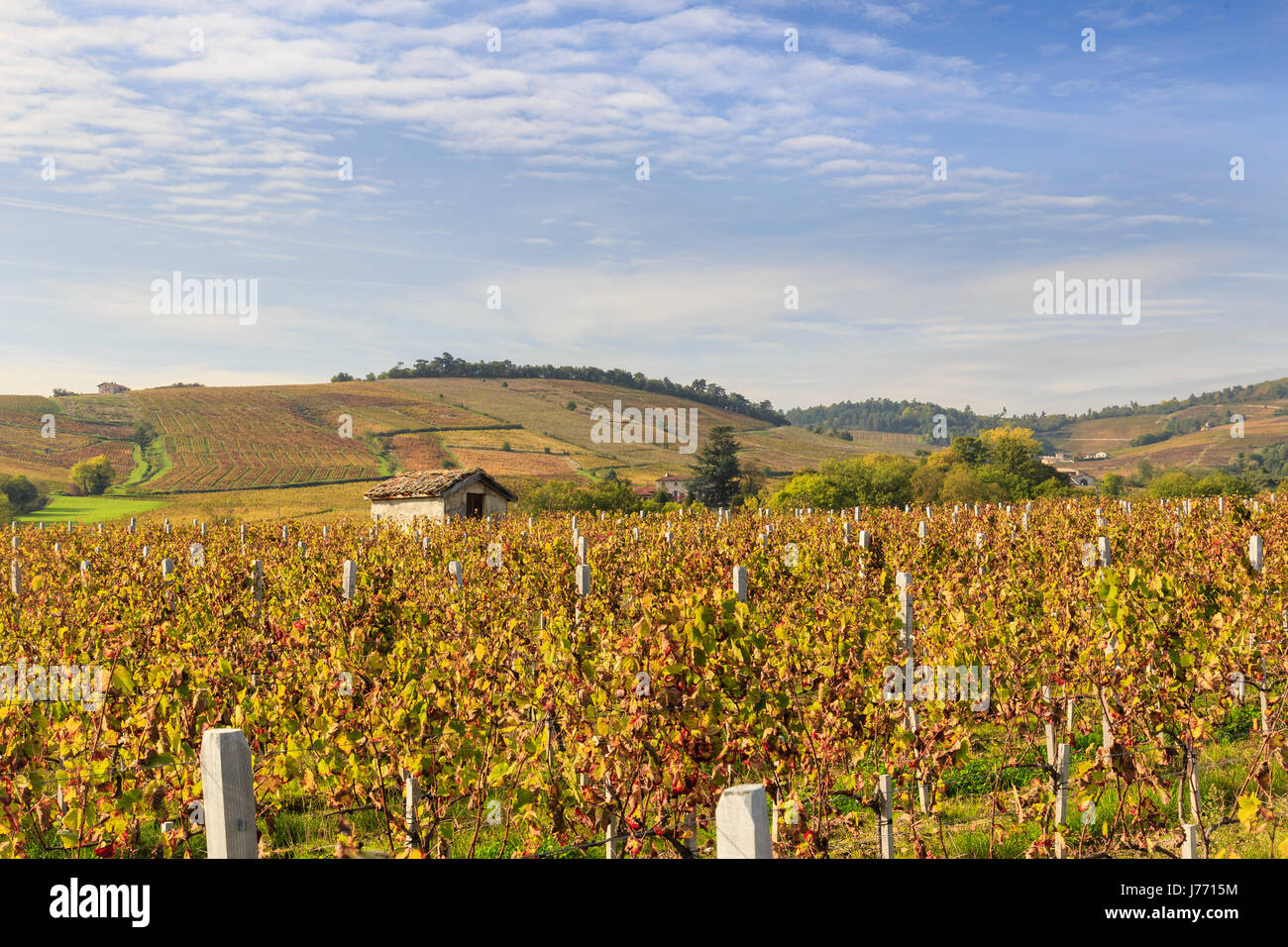 France, Saone et Loire, Beaujolais region, Romaneche Thorins, the vineyards of the Moulin a Vent in autumn Stock Photo
