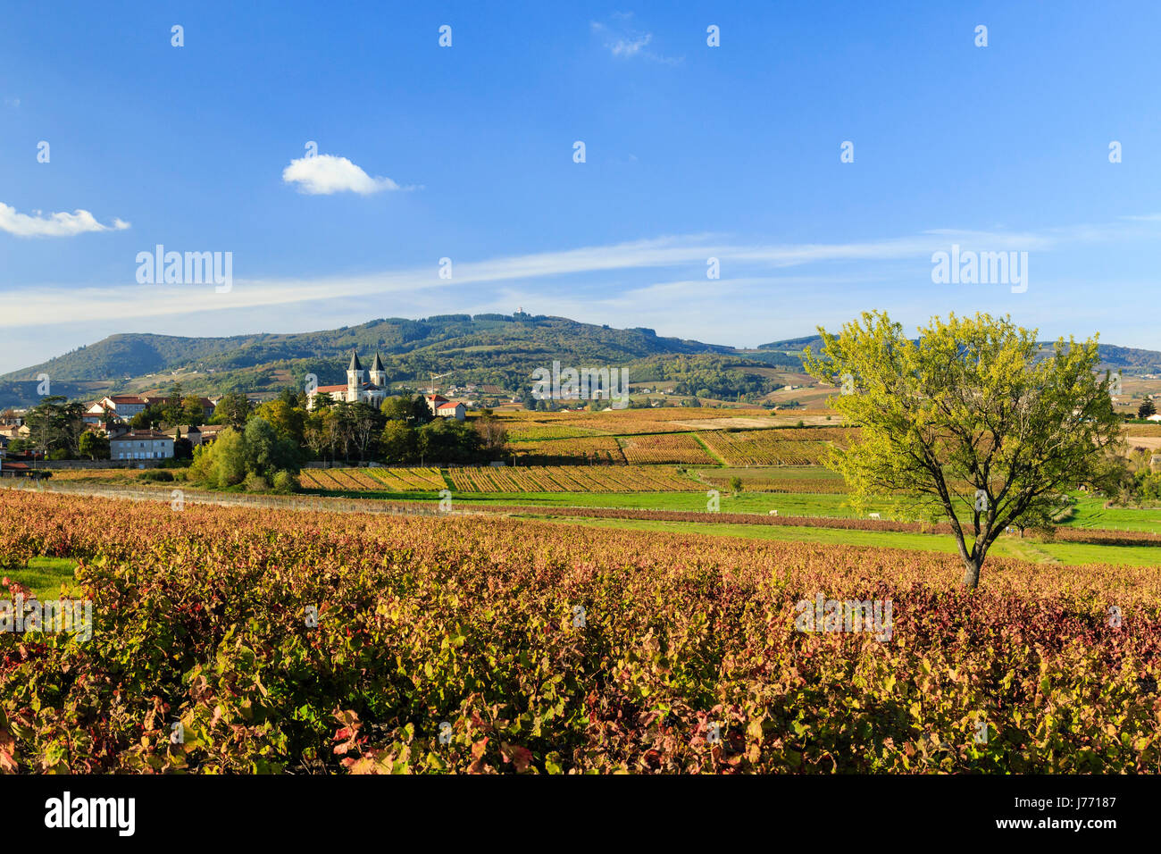 France, Rhone, Beaujolais region, Régnie Durette, the village and the vineyards in autumn Stock Photo