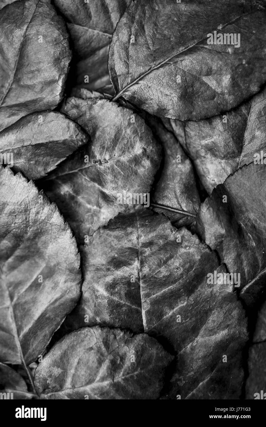 The texture of  old rose leaves macro Stock Photo