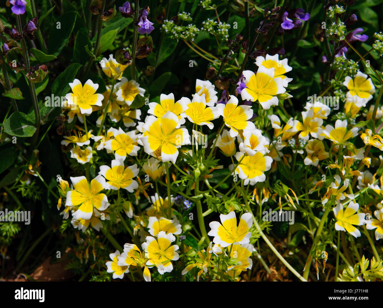 Poached egg plant Limnanthes douglasii flowers growing in the garden on a spring time Stock Photo