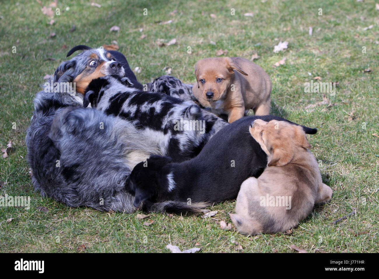 Australian shepherd mongrel puppy hi-res stock photography and images ...
