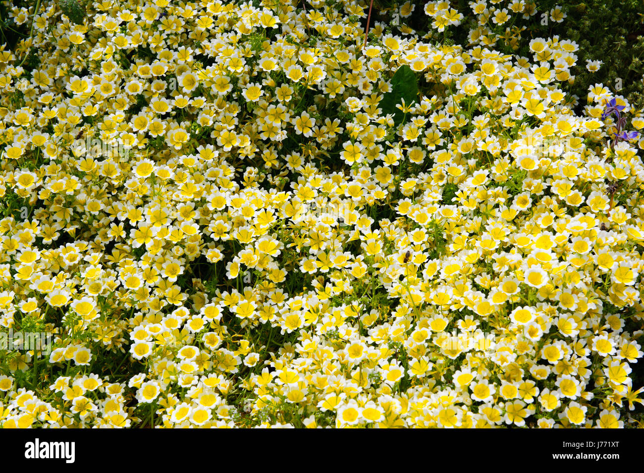 Poached egg plant Limnanthes douglasii flowers growing in the garden on a spring time Stock Photo