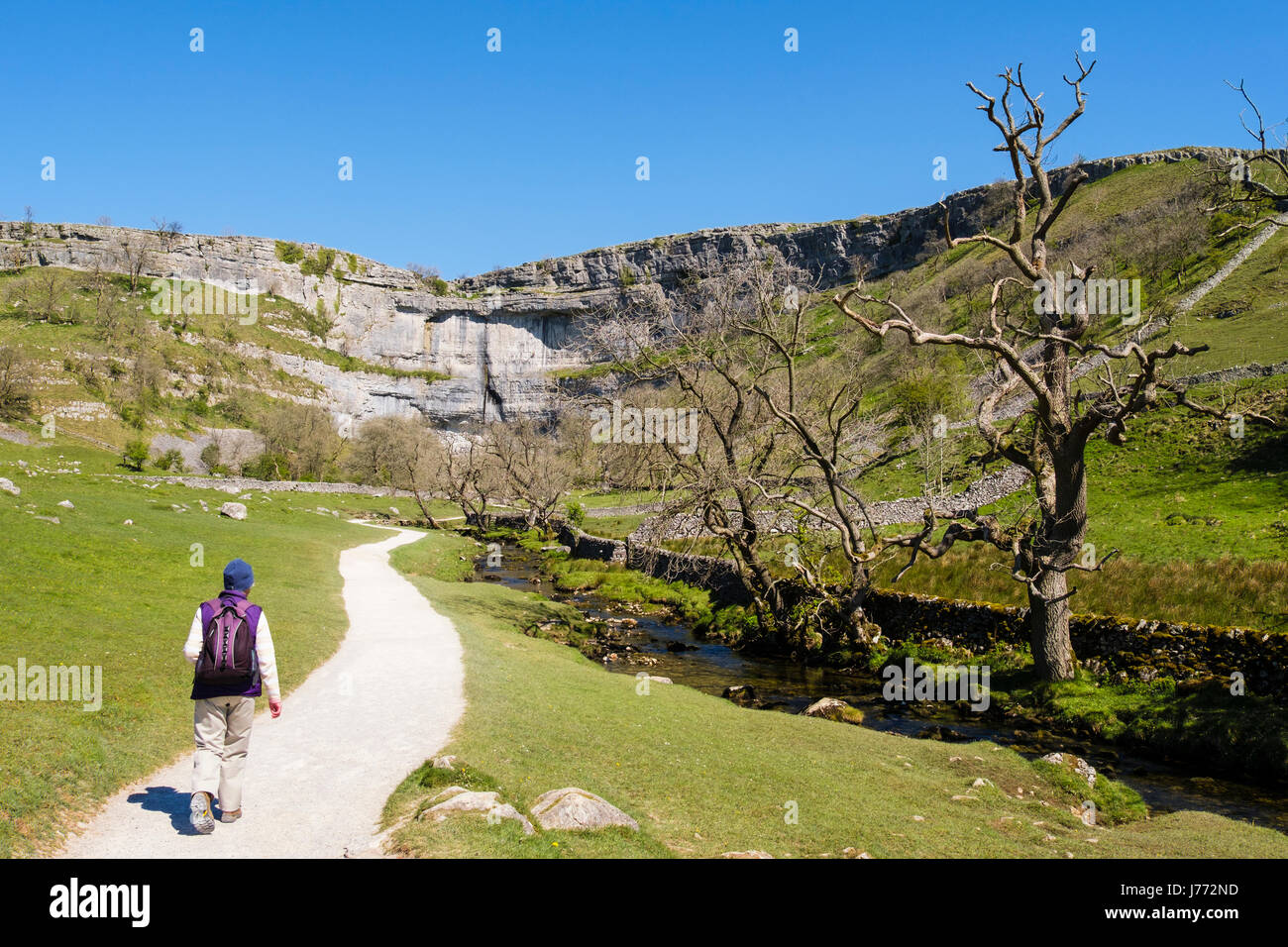Hiker hiking on footpath to Malham Cove following the Pennine Way. Malham Malhamdale Yorkshire Dales National Park North Yorkshire England UK Britain Stock Photo