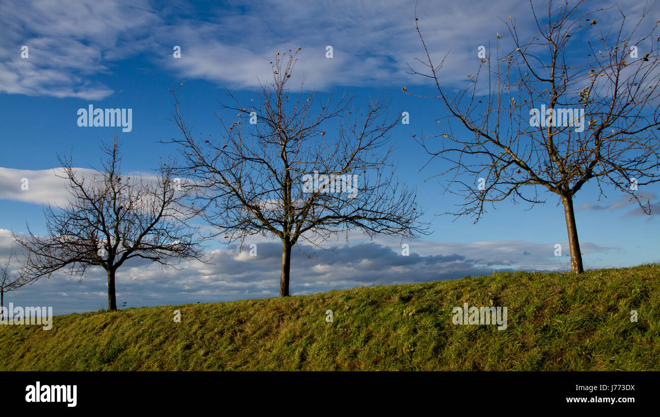 trees in autumn Stock Photo - Alamy