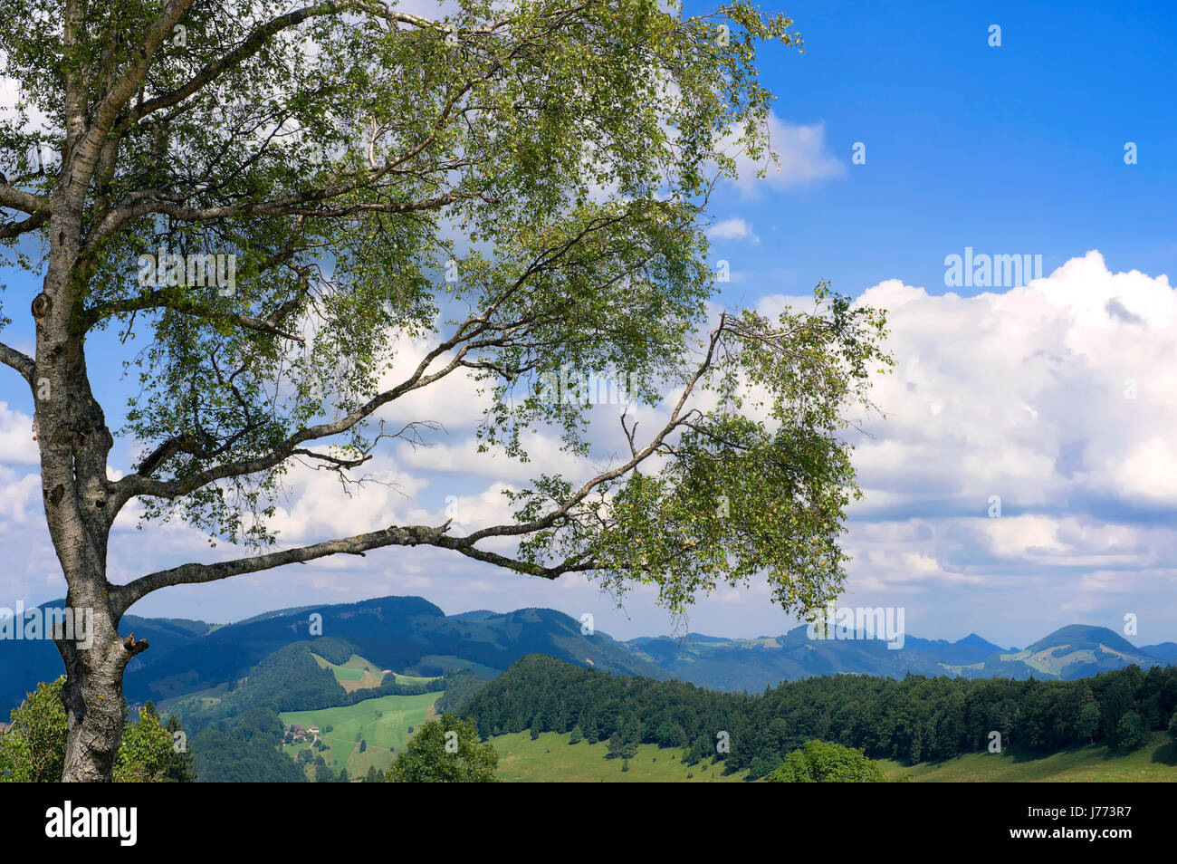 switzerland law tree switzerland birch law passwang scheltenpass
