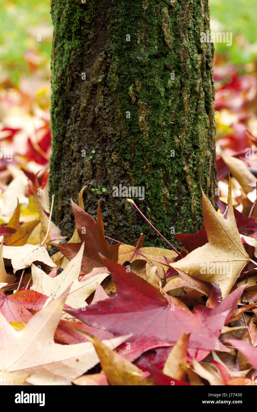 leaf tree ground soil earth humus trunk leaves foliage nature fall autumn close Stock Photo