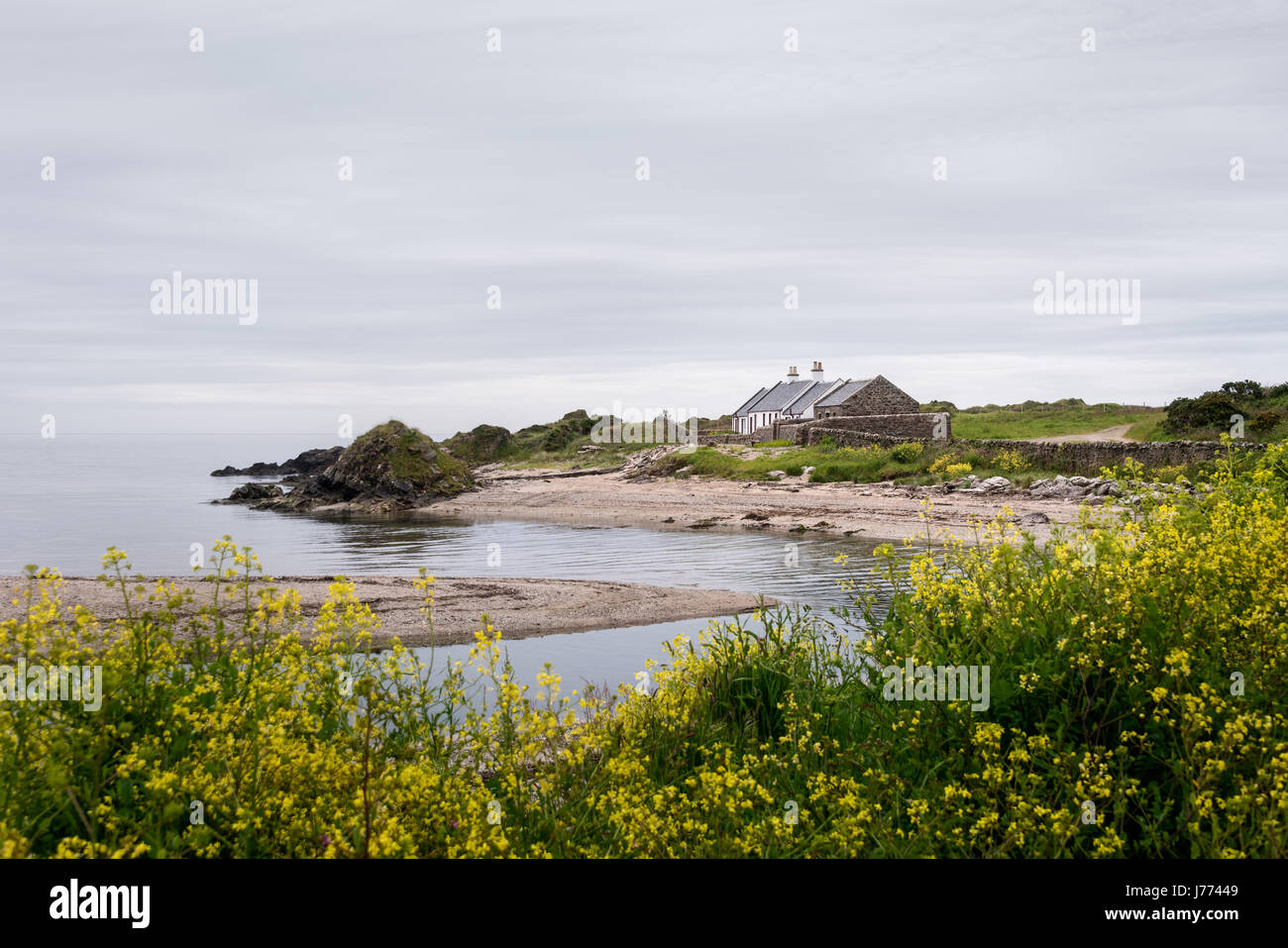 Yellow wildflowers growing on beach in coastal Kintyre, Argyll and Bute Stock Photo