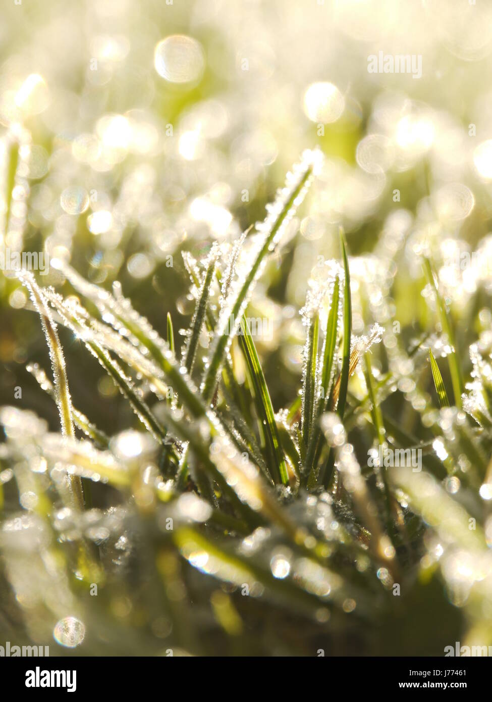 grass frost outside at a cold day Stock Photo
