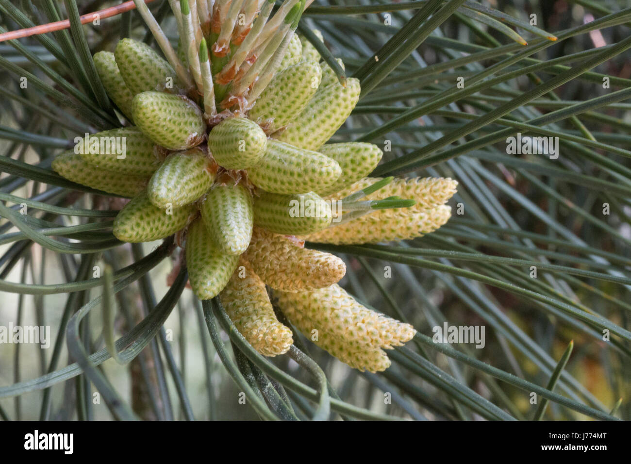 Pollen cones of the Pinus Nigra Corsicana, Corsican Pine, Black Pine Stock Photo