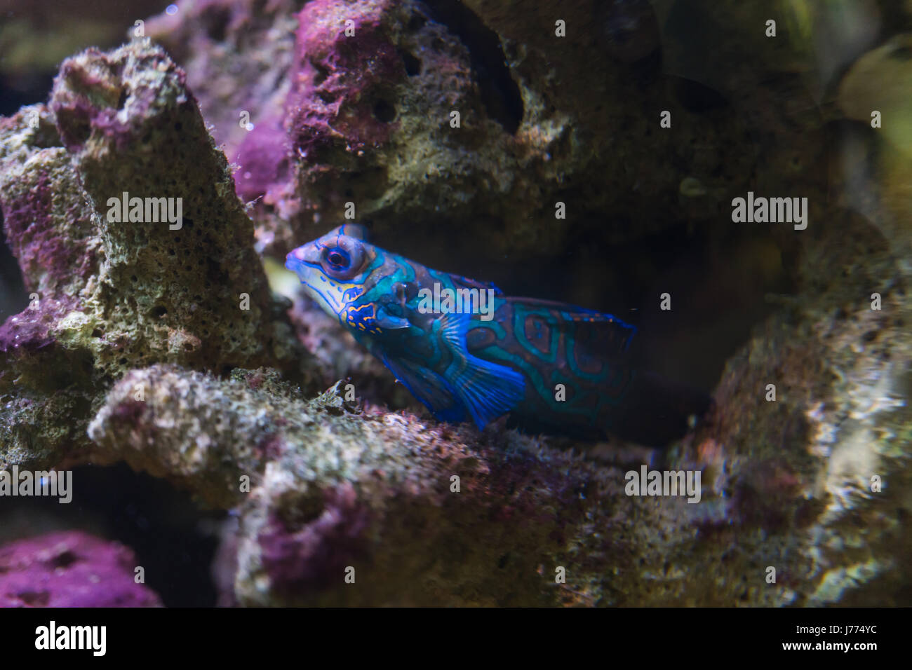 Mandarinfish in marine aquarium Stock Photo