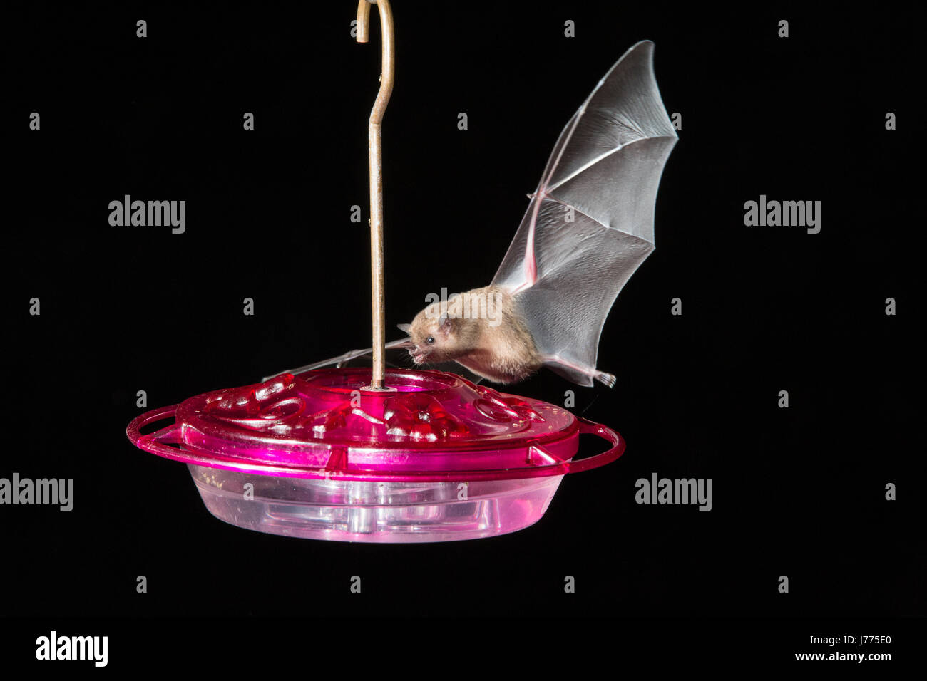 bat species flying at night and drinking from hummingbird feeder