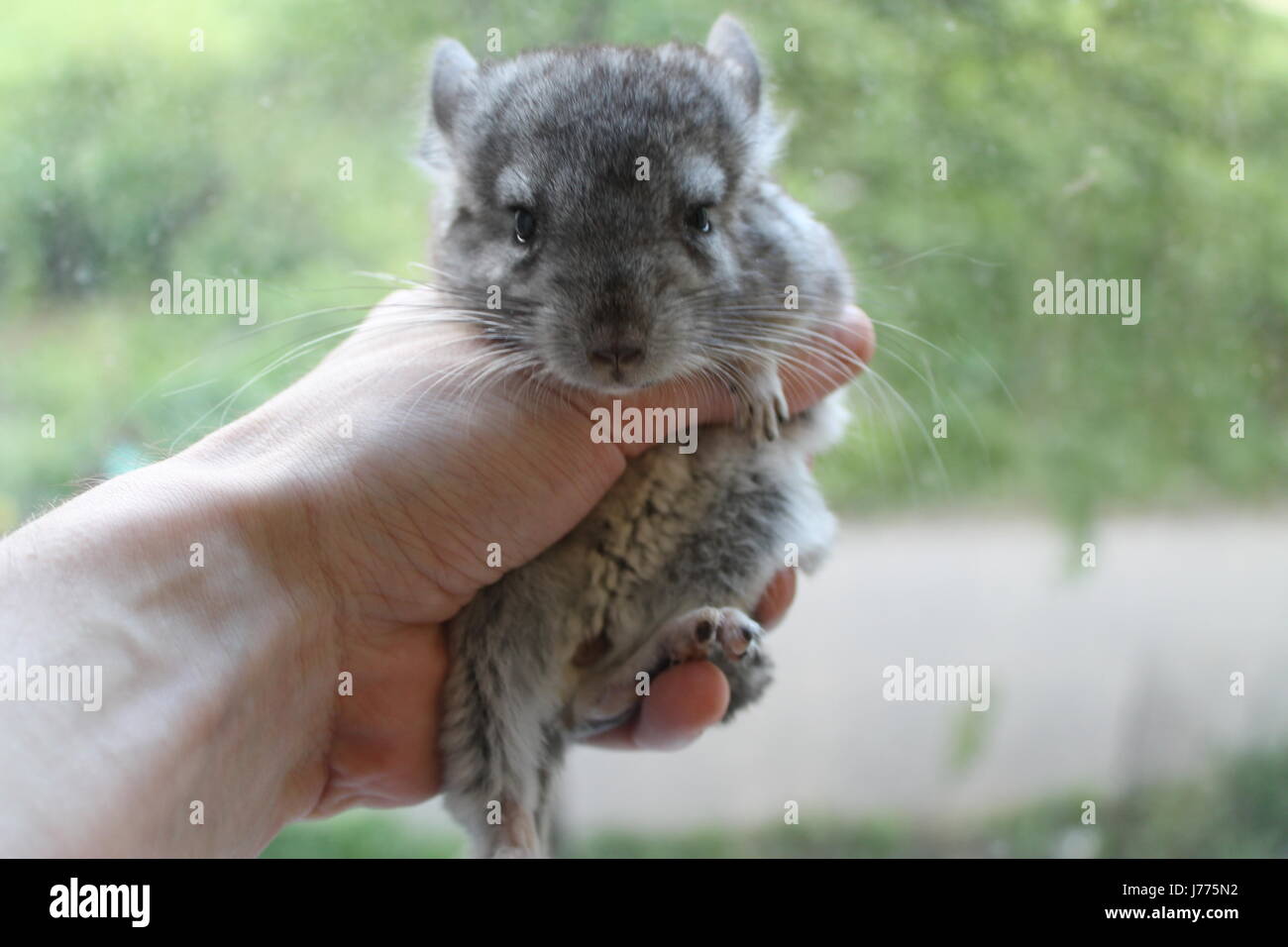 Cute gray chinchilla at home Stock Photo Alamy