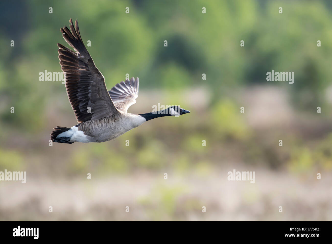 Canada goose (Branta canadensis) in flight. Stock Photo
