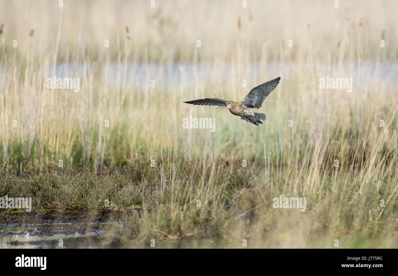 Calling Curlew (Numenius arquata) coming in to land, Thursley National Nature Reserve, Surrey, UK Stock Photo