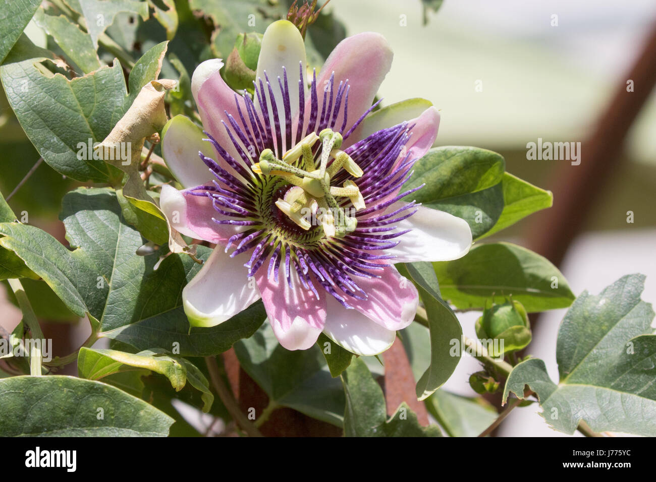 Passion Flower Passiflora. A closeup photograph of a very unique and unusual flower. May 2017