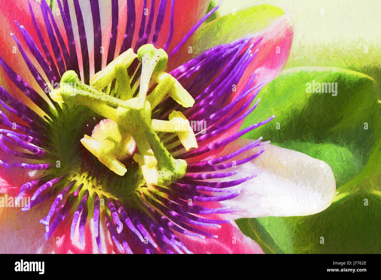 Passion Flower Passiflora. A closeup photograph of a very unique and unusual flower. May 2017