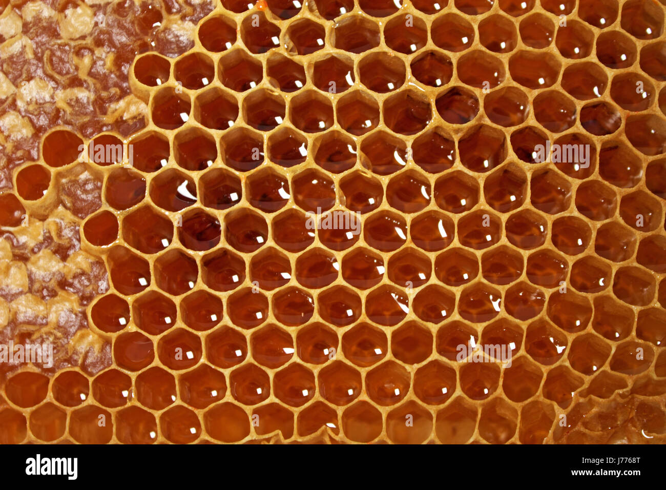 honey bee beehive golden healthy hexagon wax honey bee