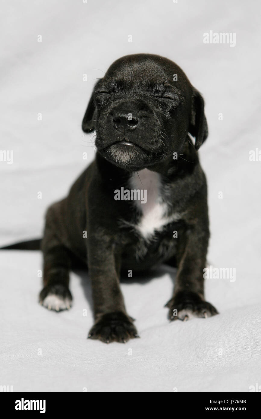 portrait dog puppy terrier pedigree dog hound young younger isolated brown Stock Photo