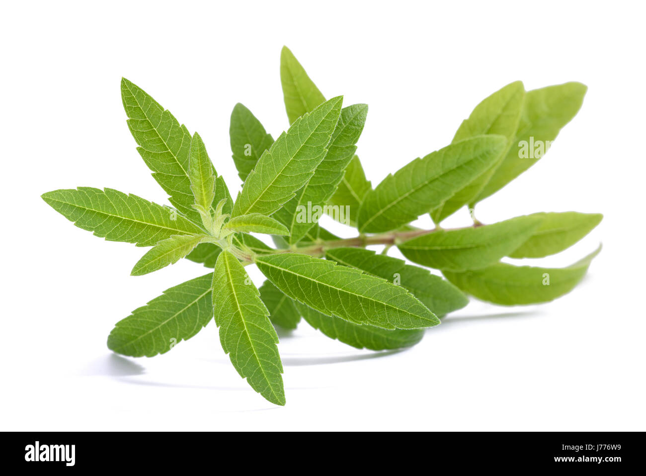 Lemon Verbena (beebrush) isolated on white background Stock Photo