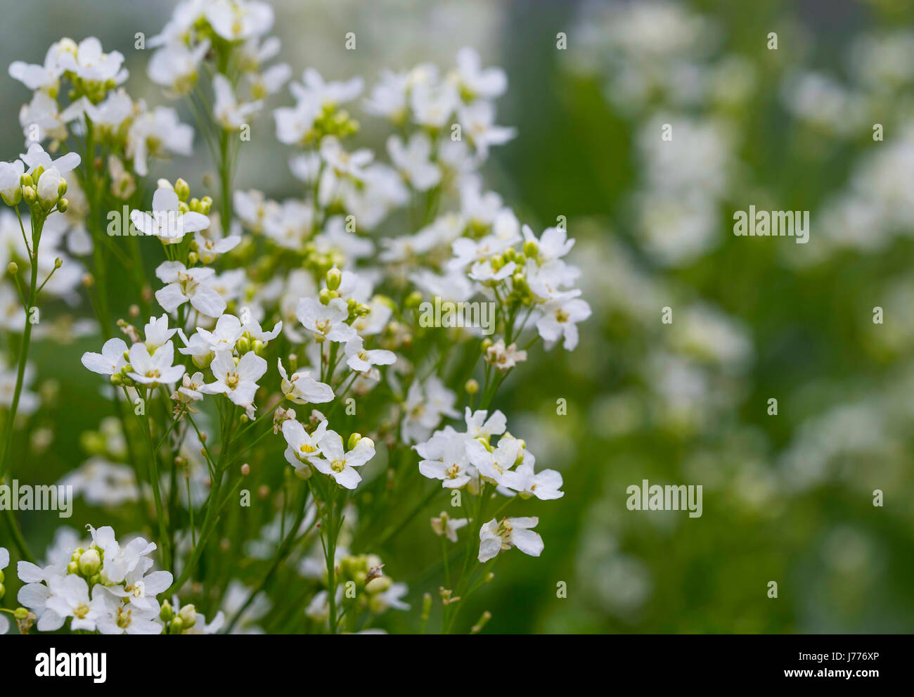 Horseradish flowers, meadow white flowers Stock Photo Alamy