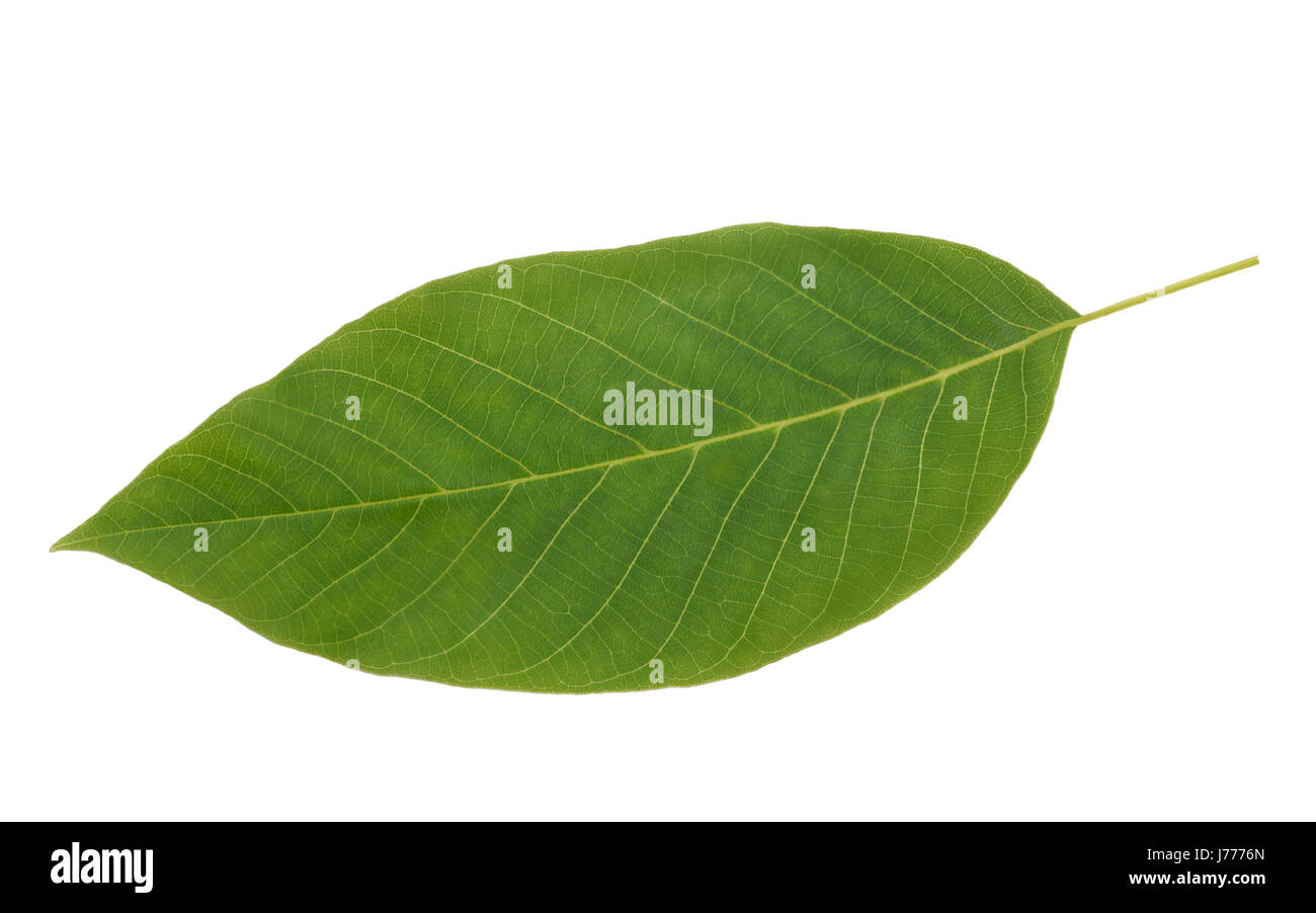 Walnut leaf isolated on white background Stock Photo Alamy