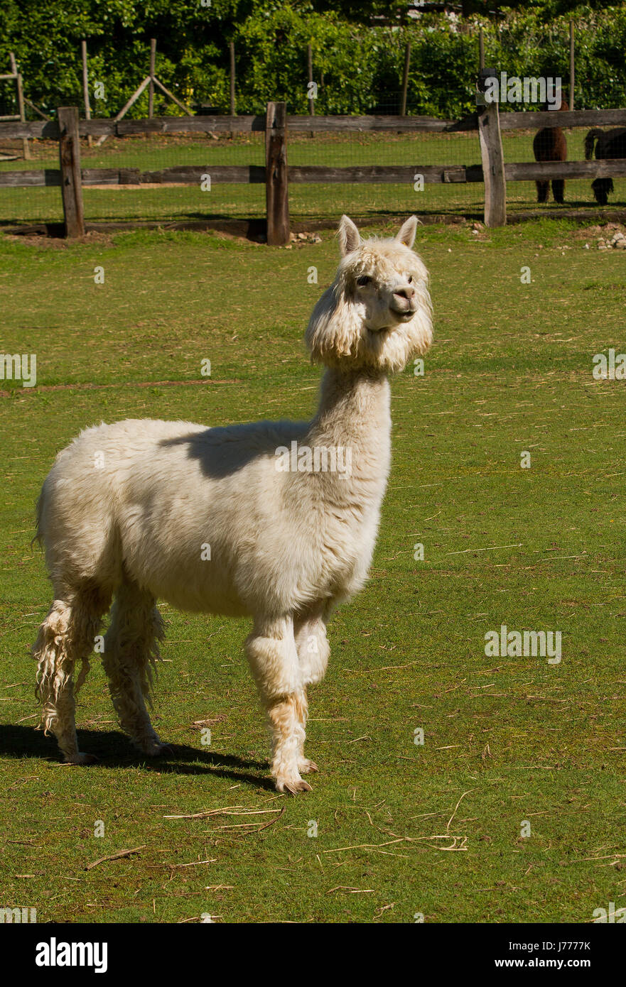 Paca Paca Farm A white al paca on a farm in Clivio Italy Stock Photo - Alamy