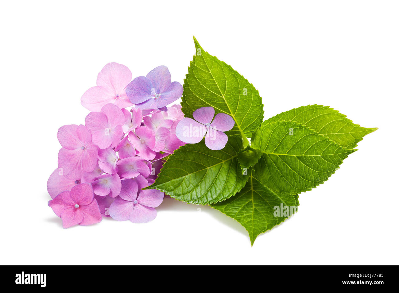Hortensia flowers and leaves isolated on white Stock Photo