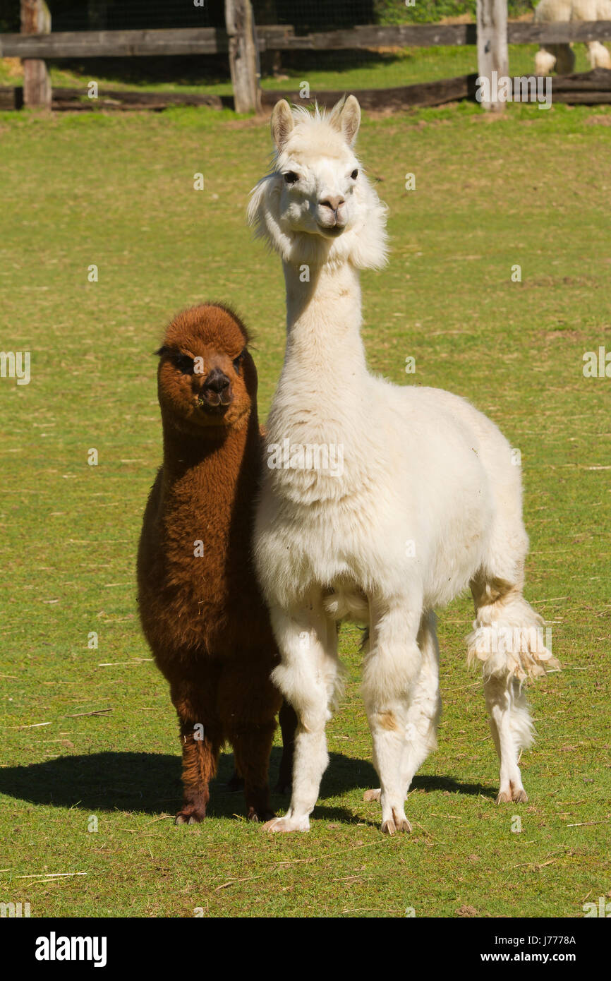Paca Paca Farm A mother and young al paca on a farm in Clivio in Italy Stock Photo - Alamy